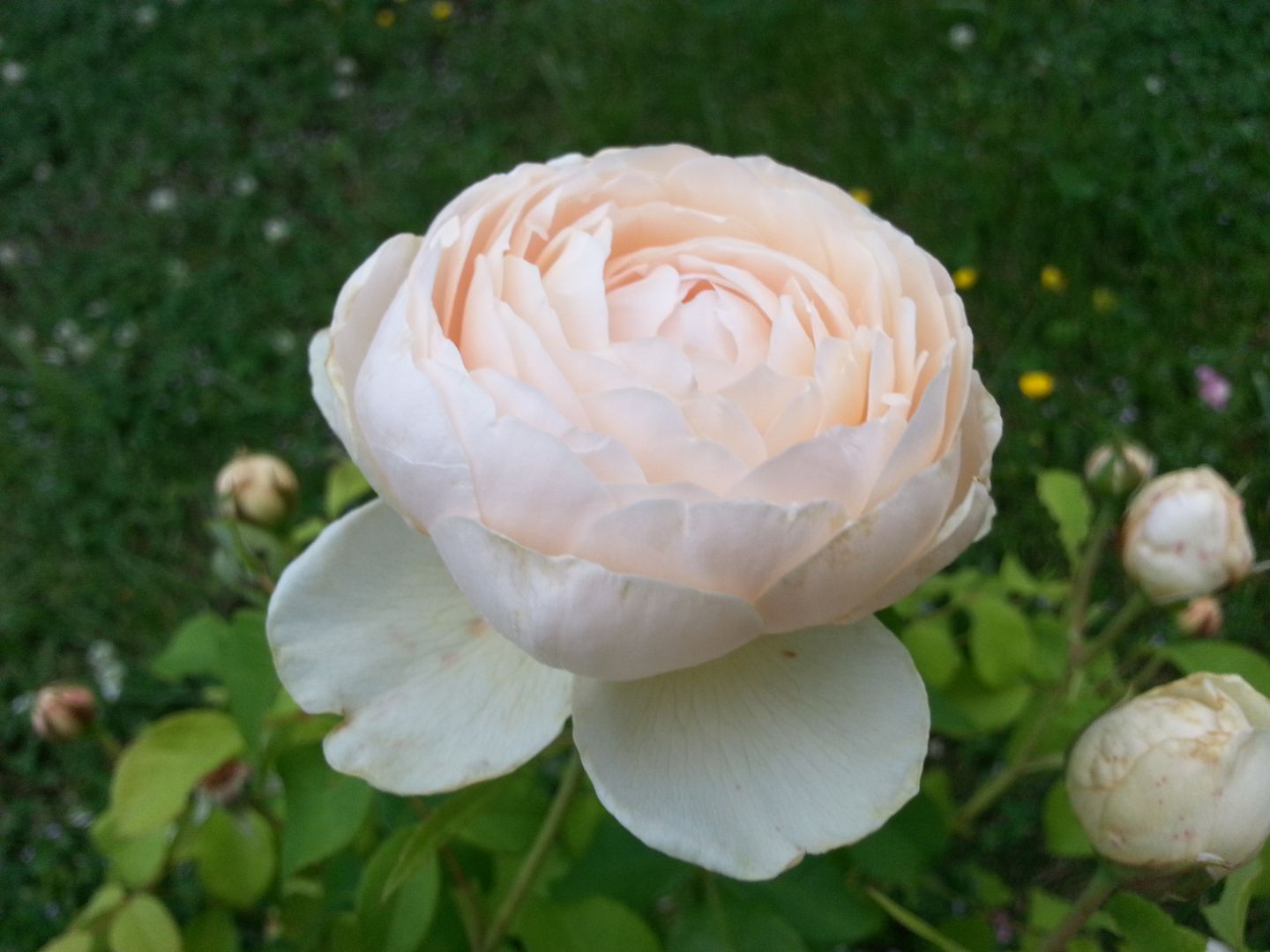 claire rose photo 20130523_180310_zpsf24b908e.jpg